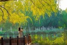 麻豆爽爽视频-塑造年轻视界，麻豆爽爽视频的创新与影响解析